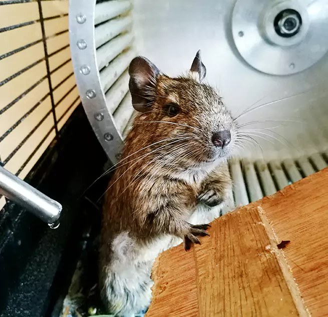 Why Homeowners & Businesses Trust Us Apex, NC?